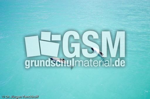 Hector-Delfin (5 von 15).jpg